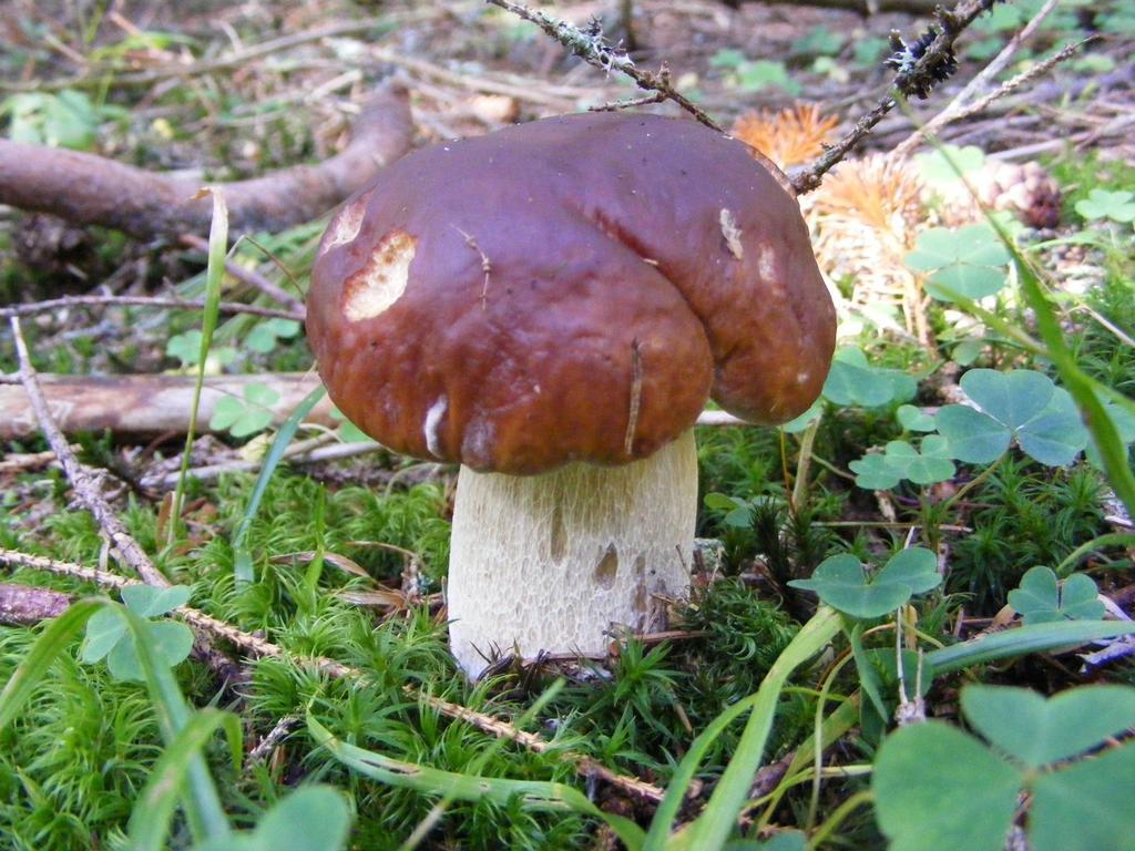 Chaty Jasna Demänovská Dolina Eksteriør bilde